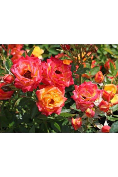 Обильное цветение розы Литтл Сансет